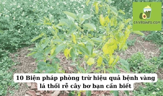 10 Biện pháp phòng trừ hiệu quả bệnh vàng lá thối rễ cây bơ bạn cần biết