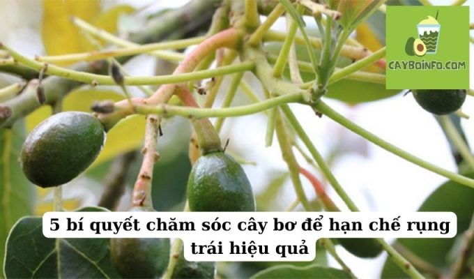 5 bí quyết chăm sóc cây bơ để hạn chế rụng trái hiệu quả