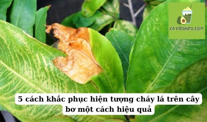 5 cách khắc phục hiện tượng cháy lá trên cây bơ một cách hiệu quả