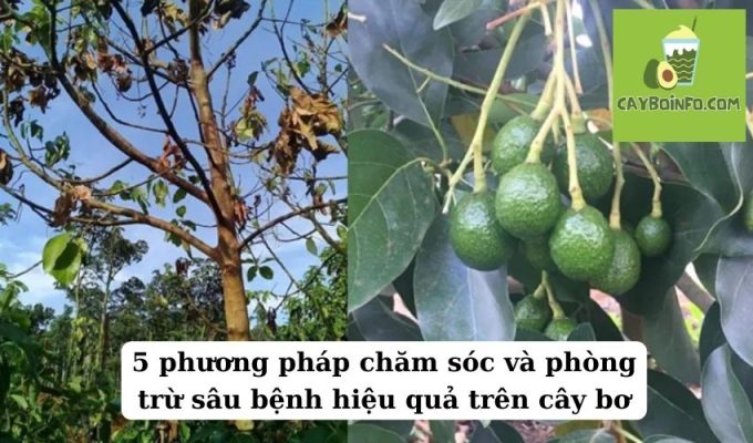 5 phương pháp chăm sóc và phòng trừ sâu bệnh hiệu quả trên cây bơ