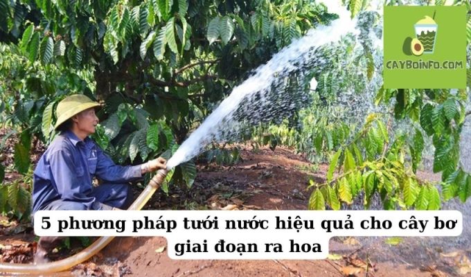 5 phương pháp tưới nước hiệu quả cho cây bơ giai đoạn ra hoa