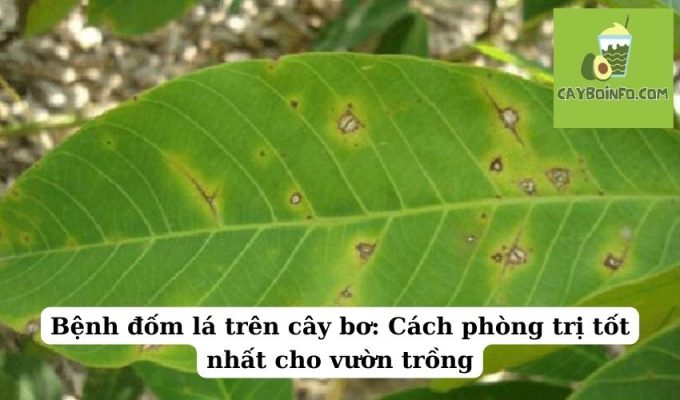 Bệnh đốm lá trên cây bơ: Cách phòng trị tốt nhất cho vườn trồng