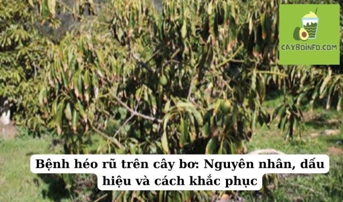 Bệnh héo rũ trên cây bơ: Nguyên nhân, dấu hiệu và cách khắc phục