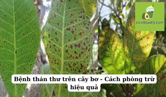 Bệnh thán thư trên cây bơ – Cách phòng trừ hiệu quả