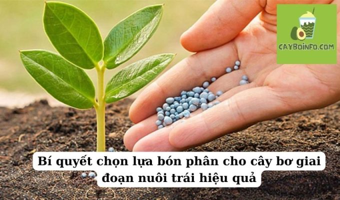 Bí quyết chọn lựa bón phân cho cây bơ giai đoạn nuôi trái hiệu quả