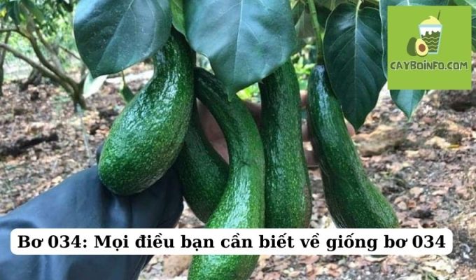 Bơ 034: Mọi điều bạn cần biết về giống bơ 034