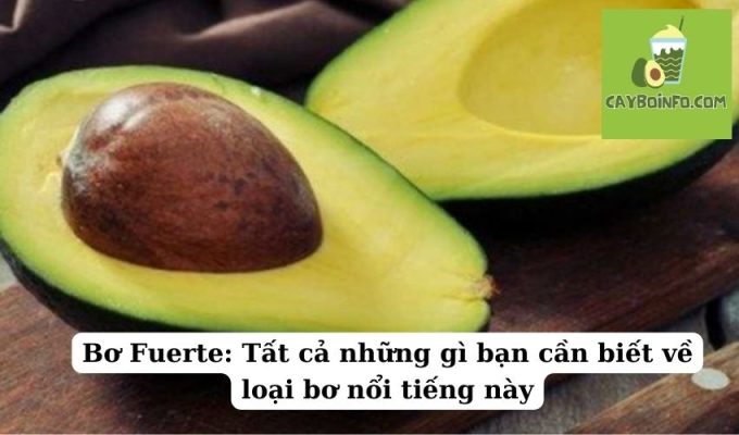 Bơ Fuerte: Tất cả những gì bạn cần biết về loại bơ nổi tiếng này