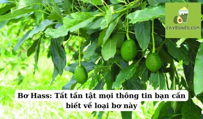 Bơ Hass: Tất tần tật mọi thông tin bạn cần biết về loại bơ này