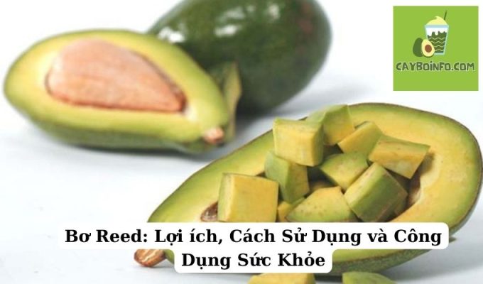 Bơ Reed: Lợi ích, Cách Sử Dụng và Công Dụng Sức Khỏe