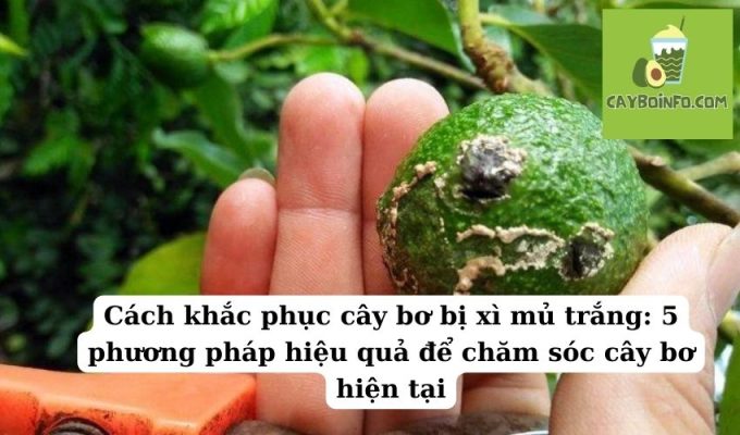 Cách khắc phục cây bơ bị xì mủ trắng: 5 phương pháp hiệu quả để chăm sóc cây bơ hiện tại