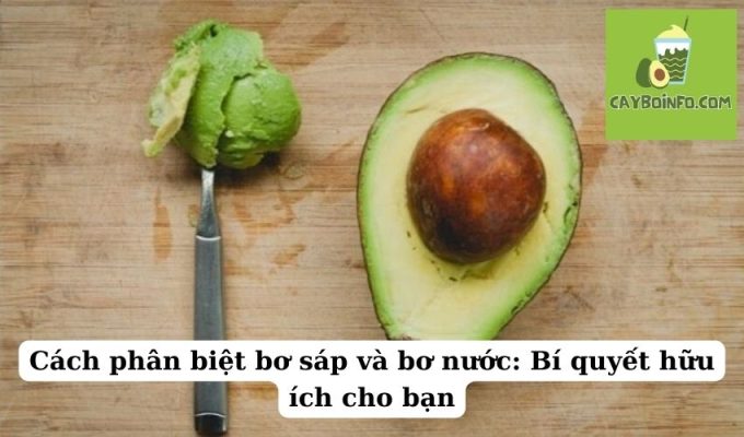 Cách phân biệt bơ sáp và bơ nước: Bí quyết hữu ích cho bạn