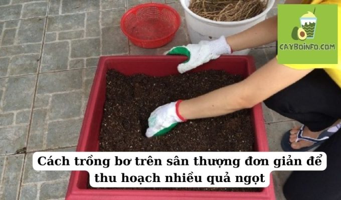 Cách trồng bơ trên sân thượng đơn giản để thu hoạch nhiều quả ngọt