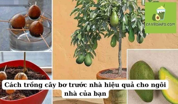 Cách trồng cây bơ trước nhà hiệu quả cho ngôi nhà của bạn