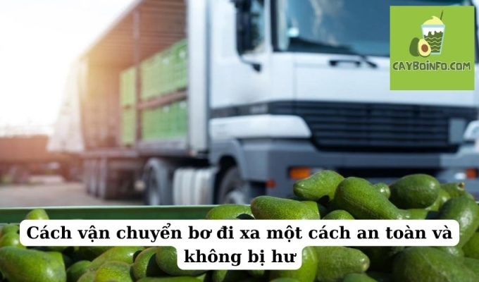 Cách vận chuyển bơ đi xa một cách an toàn và không bị hư