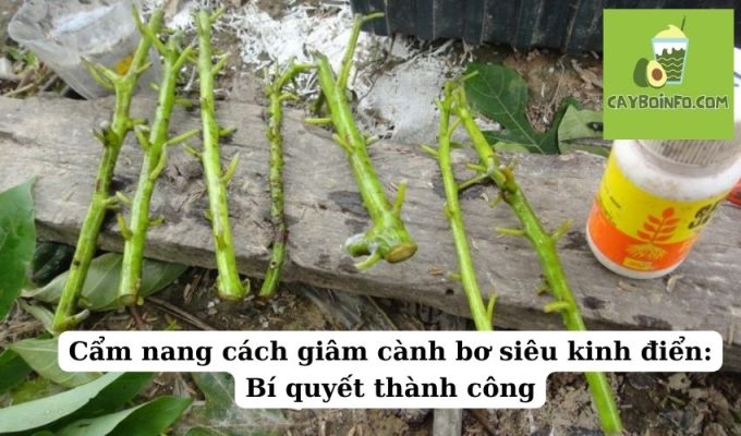 Cẩm nang cách giâm cành bơ siêu kinh điển: Bí quyết thành công