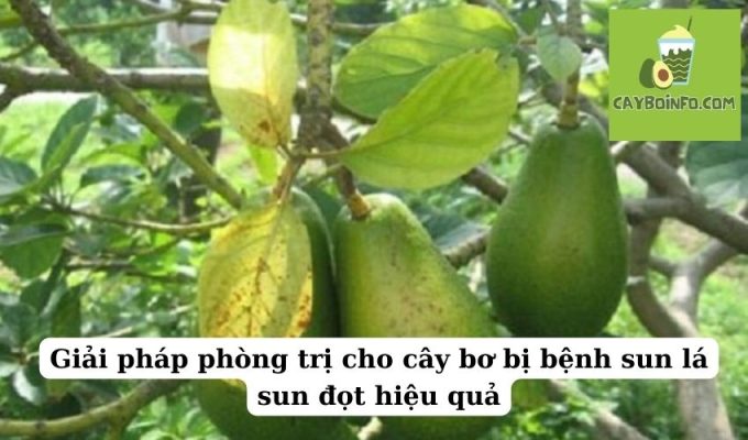 Giải pháp phòng trị cho cây bơ bị bệnh sun lá sun đọt hiệu quả