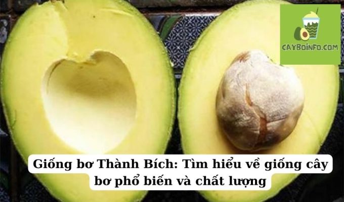 Giống bơ TA21: Bí quyết chăm sóc và trồng trọt hiệu quả