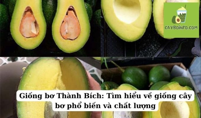 Giống bơ Thành Bích: Tìm hiểu về giống cây bơ phổ biến và chất lượng