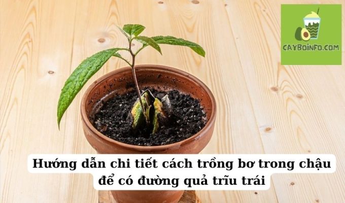 Hướng dẫn chi tiết cách trồng bơ trong chậu để có đường quả trĩu trái