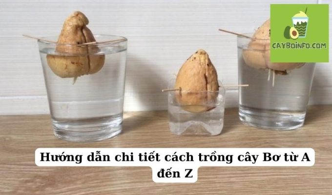 Hướng dẫn chi tiết cách trồng cây Bơ từ A đến Z