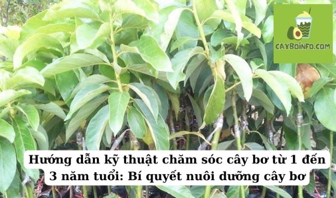 Hướng dẫn kỹ thuật chăm sóc cây bơ từ 1 đến 3 năm tuổi: Bí quyết nuôi dưỡng cây bơ