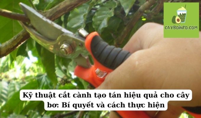 Kỹ thuật cắt cành tạo tán hiệu quả cho cây bơ: Bí quyết và cách thực hiện