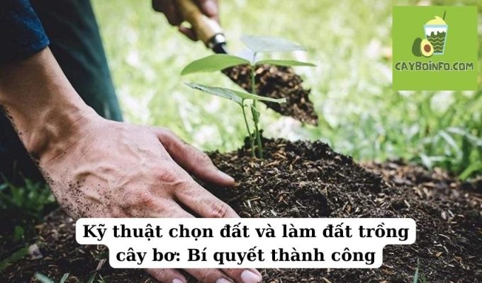 Kỹ thuật chọn đất và làm đất trồng cây bơ: Bí quyết thành công