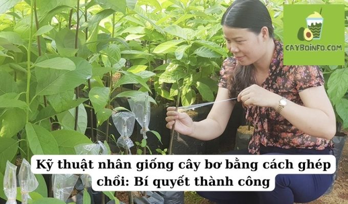 Kỹ thuật nhân giống cây bơ bằng cách ghép chồi: Bí quyết thành công