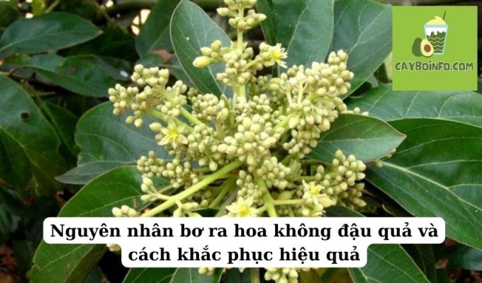 Nguyên nhân bơ ra hoa không đậu quả và cách khắc phục hiệu quả