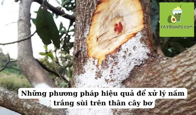 Những phương pháp hiệu quả để xử lý nấm trắng sùi trên thân cây bơ