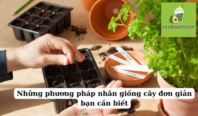 Những phương pháp nhân giống cây đơn giản bạn cần biết