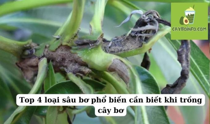 Top 4 loại sâu bơ phổ biến cần biết khi trồng cây bơ