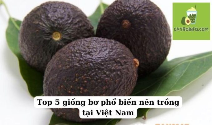 Top 5 giống bơ phổ biến nên trồng tại Việt Nam