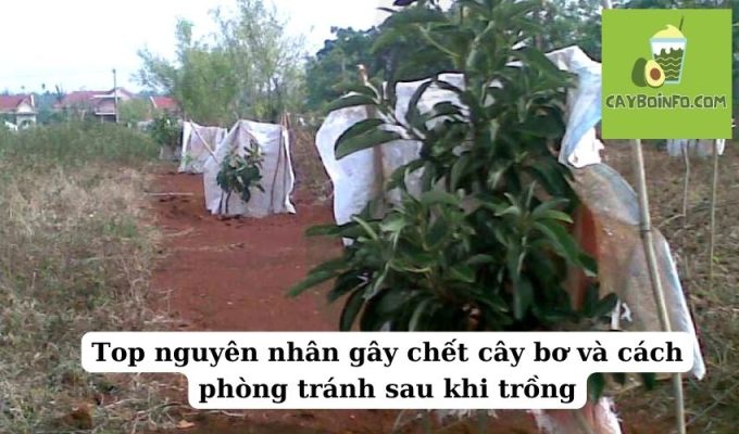 Top nguyên nhân gây chết cây bơ và cách phòng tránh sau khi trồng