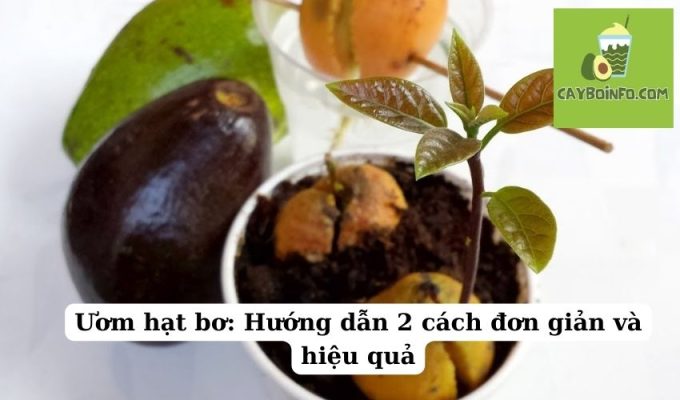 Ươm hạt bơ: Hướng dẫn 2 cách đơn giản và hiệu quả